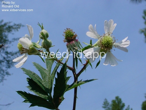 blackberry, cutleaf
